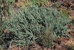 Psoralea velutina