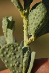 Psoralea velutina