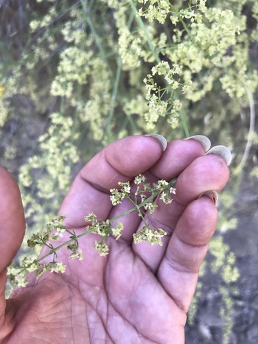 iNaturalist observation photo of Narrow-leaved Bedstraw