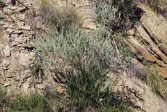 Psoralea velutina