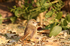 Prinia flavicans
