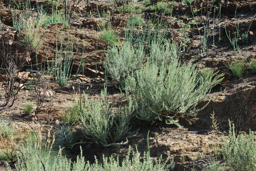 Image of Bigwort Dottypea (Psoralea velutina) by (c) Charles Stirton, some rights reserved (CC BY-SA)