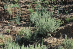 Psoralea velutina