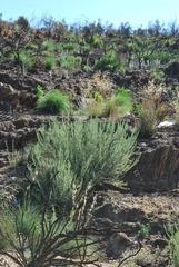 Psoralea velutina
