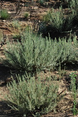 Psoralea velutina