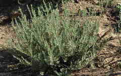 Psoralea velutina