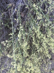 Galium angustifolium