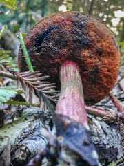 Xerocomellus mendocinensis