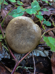 Xerocomellus mendocinensis
