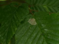 Phyllonorycter esperella