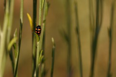 Cryptocephalus octoguttatus