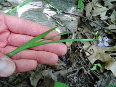 Sisyrinchium montanum