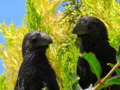 Crotophaga sulcirostris