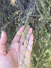 Galium angustifolium