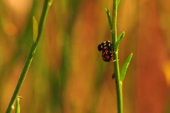 Cryptocephalus octoguttatus