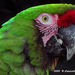 Military Macaw - Photo (c) j001, some rights reserved (CC BY-NC-ND)