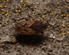 Trapezonotus arenarius
