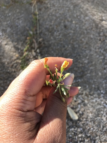 iNaturalist observation photo of hairy suncup