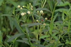 Verbesina walteri