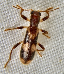 Opilo mollis