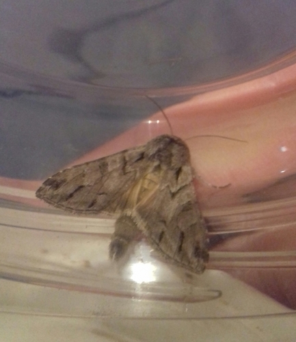 Cucullia fraudatrix