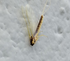 Pentagenia vittigera