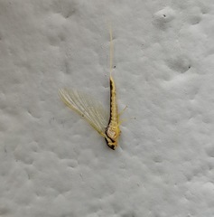 Pentagenia vittigera