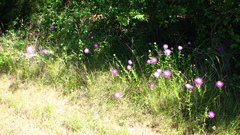 Plectocephalus americanus