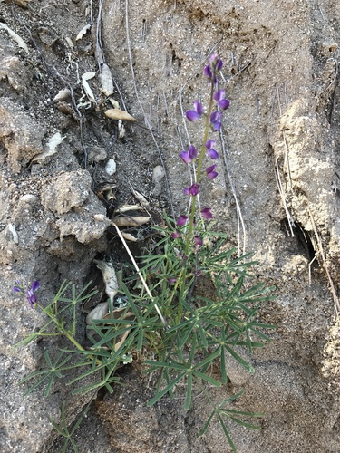 iNaturalist observation photo of collared annual lupine