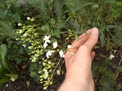 Moehringia lateriflora