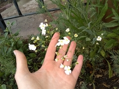 Moehringia lateriflora