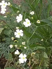 Moehringia lateriflora