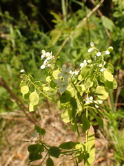 Peltaria alliacea