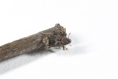 Acoptus suturalis