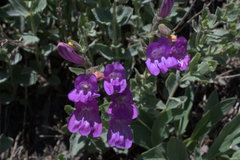 Penstemon montanus