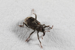 Acoptus suturalis