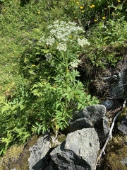 Pleurospermum austriacum