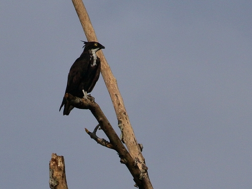 Bat Hawk