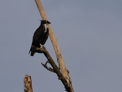 Macheiramphus alcinus