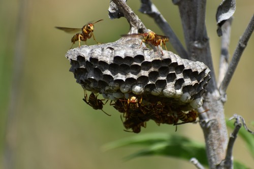 Hunter's Little Paper Wasp