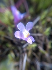 Cymbalaria muralis