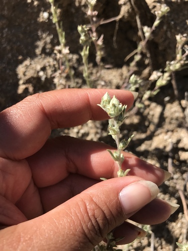 iNaturalist observation photo of California cottonrose