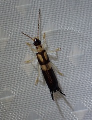 Spongiphoridae