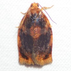 Archips infumatana