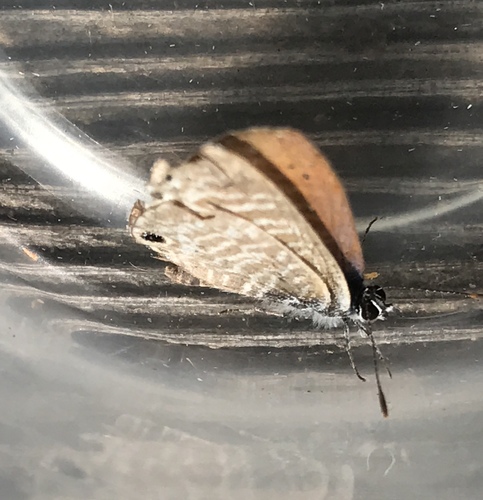 iNaturalist observation photo of Marine Blue