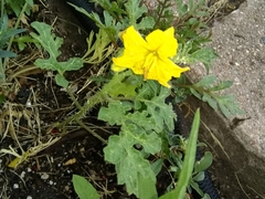 Solanum rostratum