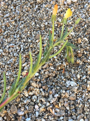 iNaturalist observation photo of evening primrose family