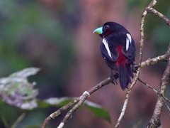 Cymbirhynchus macrorhynchos