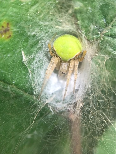 Araneus detrimentosus