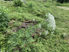 Pleurospermum austriacum